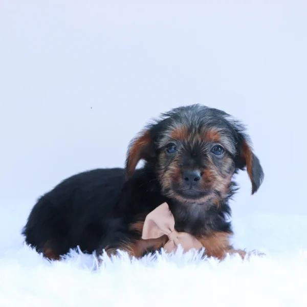 Desmond - Available Now