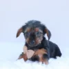 Desmond - Available Now