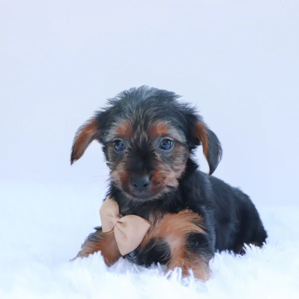 Desmond - Available Now
