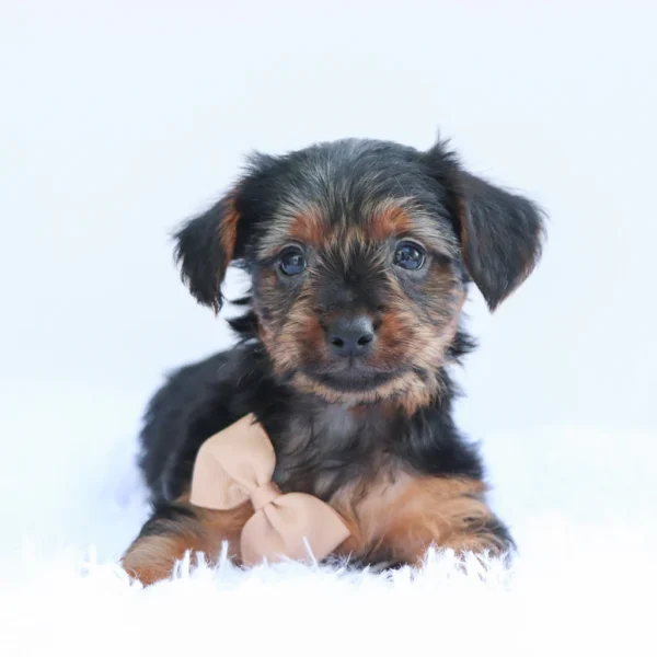 Desmond - Available Now