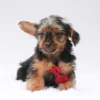 Desmond - Available Now