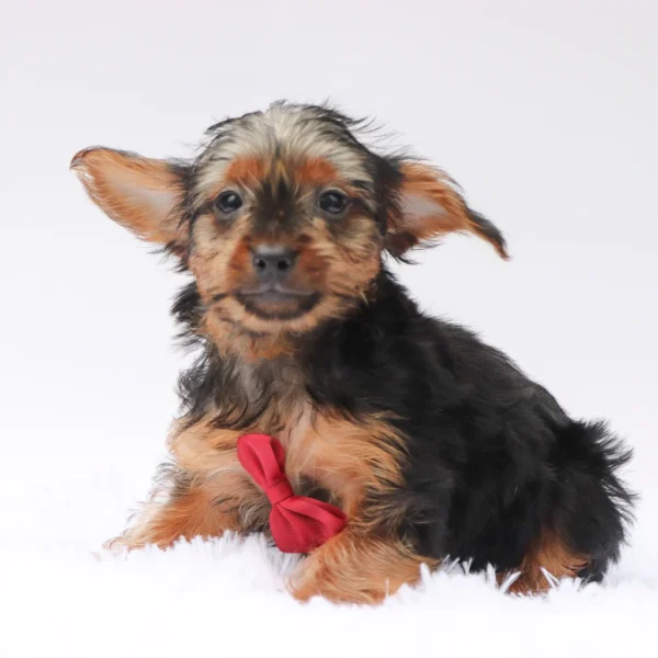 Desmond - Available Now