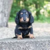 Bailey - Available Now