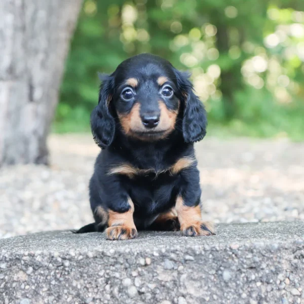 Bailey - Available Now