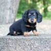 Bailey - Available Now