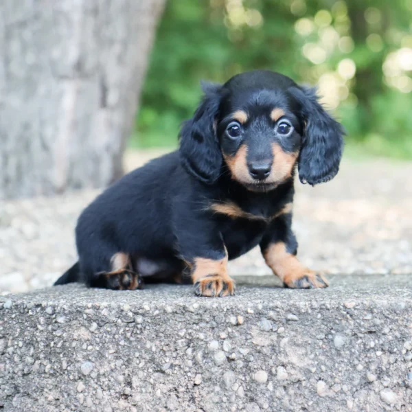 Bailey - Available Now