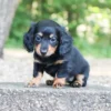 Bailey - Available Now