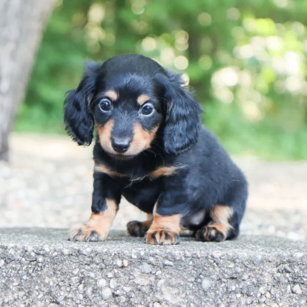 Bailey - Available Now