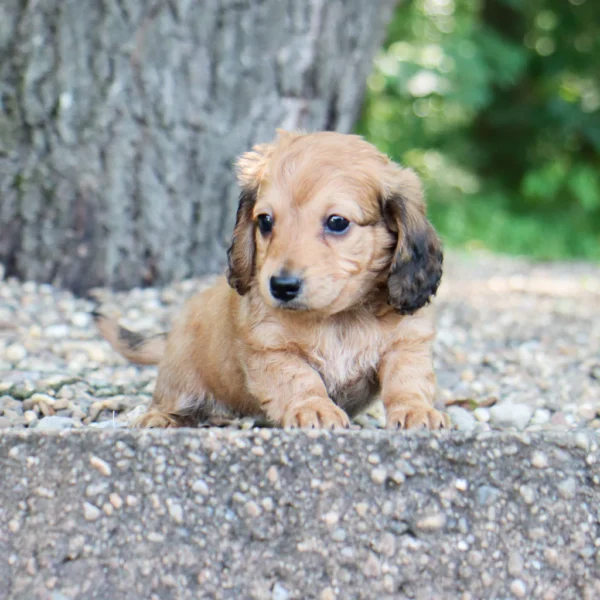 Maisie - Available Now