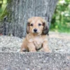 Maisie - Available Now