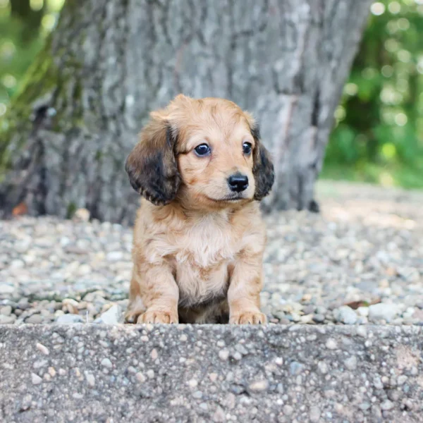Maisie - Available Now