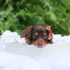 Sheba - Available Now