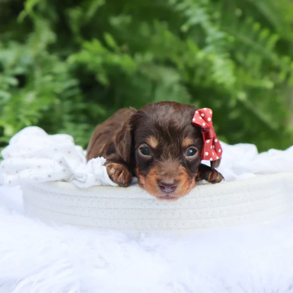 Sheba - Available Now