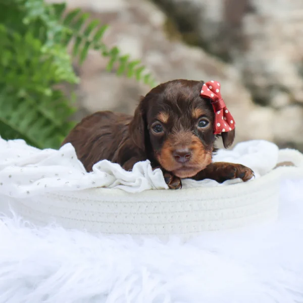 Sheba - Available Now