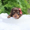 Sheba - Available Now