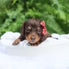 Sheba - Available Now