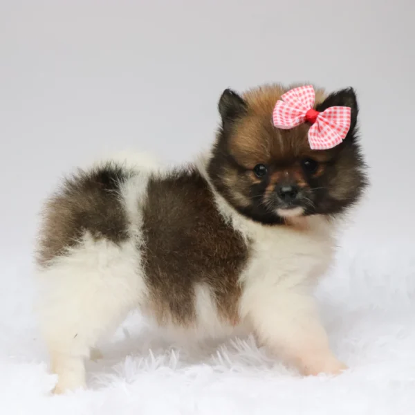 Greta - Available Now