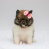 Greta - Available Now