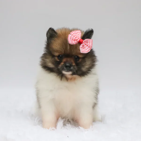 Greta - Available Now