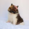 Greta - Available Now