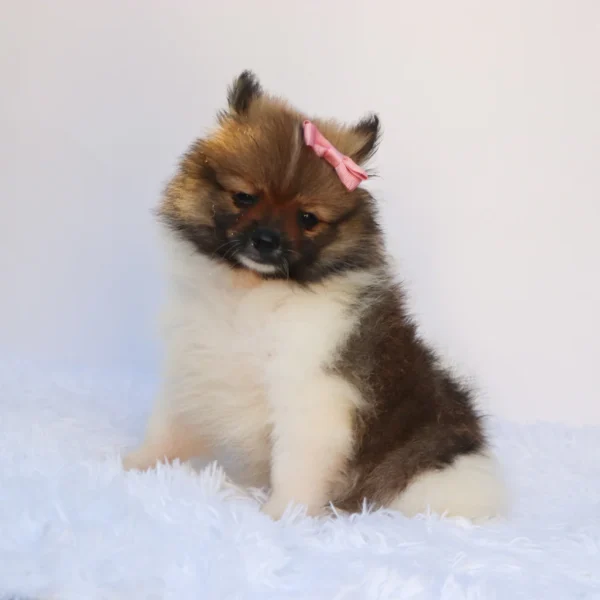 Greta - Available Now