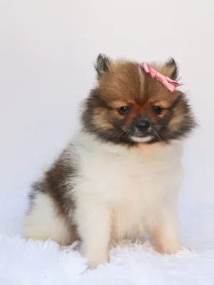 Greta - Available Now