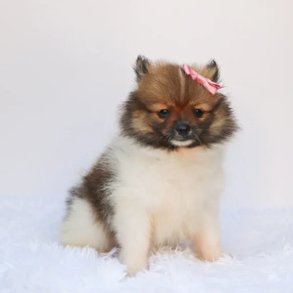 Greta - Available Now