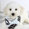 Theo - Available Now