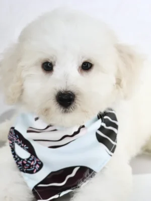 Theo - Available Now