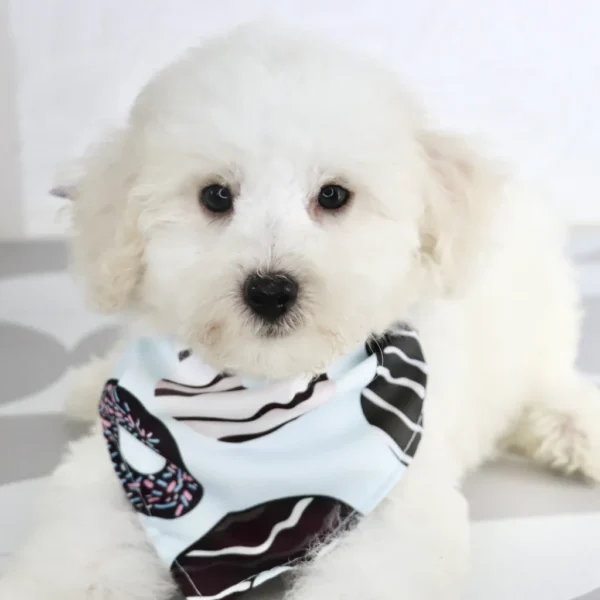 Theo - Available Now