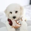 Sandy - Available Now