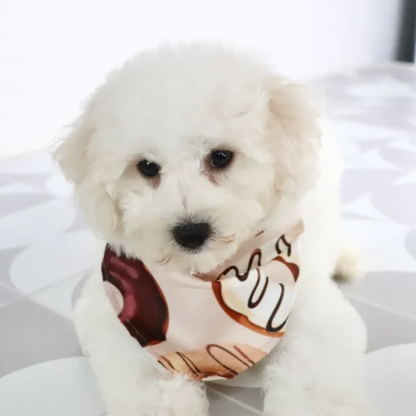 Sandy - Available Now