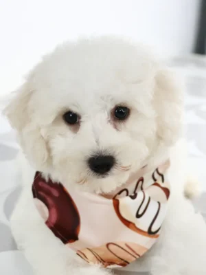 Sandy - Available Now