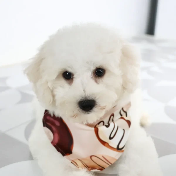 Sandy - Available Now