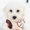 Sandy - Available Now