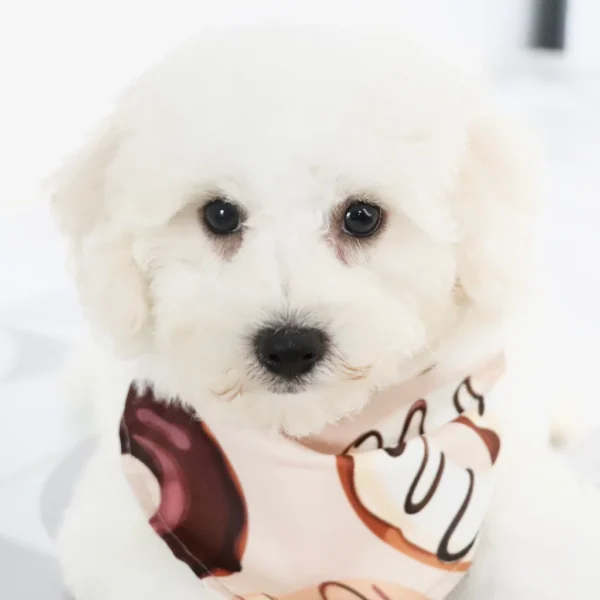 Sandy - Available Now