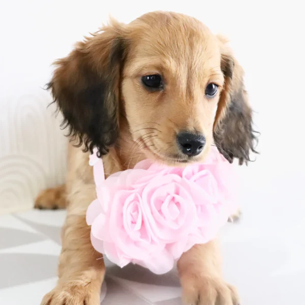 Maisie - Available Now