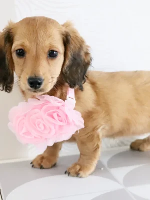 Maisie - Available Now