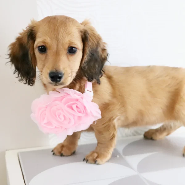 Maisie - Available Now