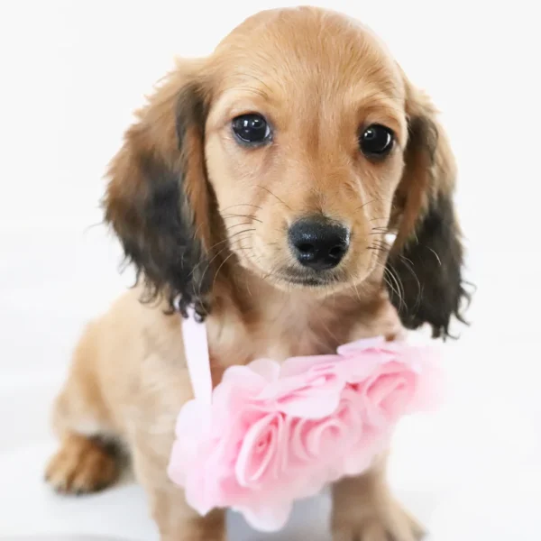 Maisie - Available Now