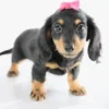 Bailey - Available Now