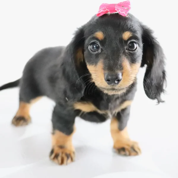 Bailey - Available Now
