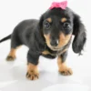 Bailey - Available Now