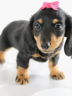 Bailey - Available Now