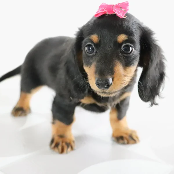 Bailey - Available Now