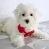 Avery - Available Now