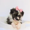 Kate - Available Now