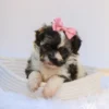 Kate - Available Now