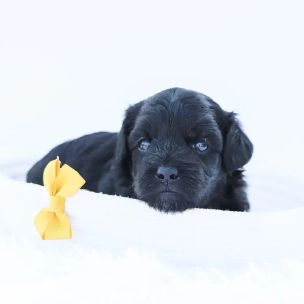 Koko