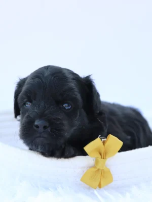 Koko